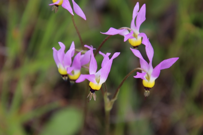 Dodecatheon clevelandii image