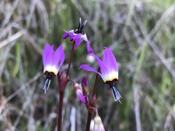 Dodecatheon hendersonii image