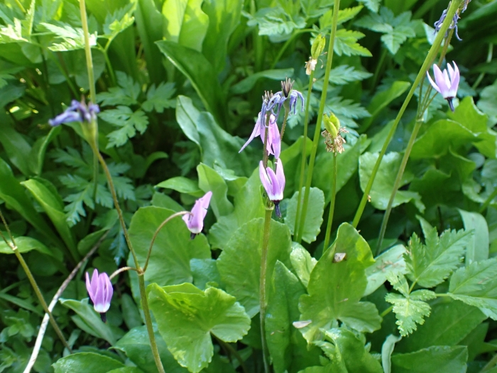 Dodecatheon jeffreyi image