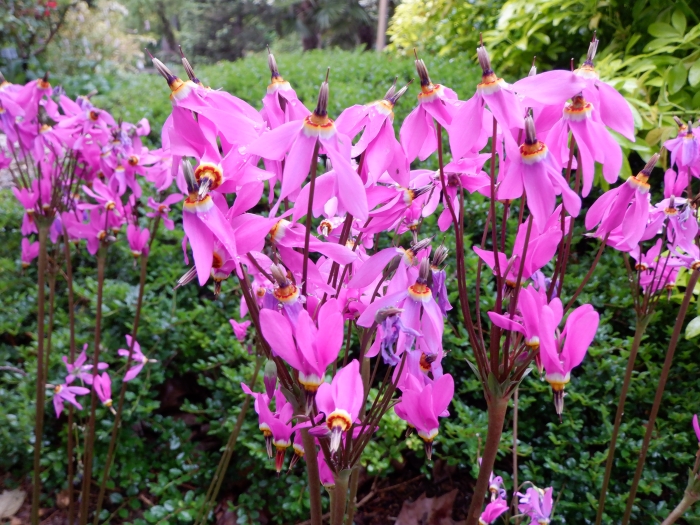 Dodecatheon meadia image
