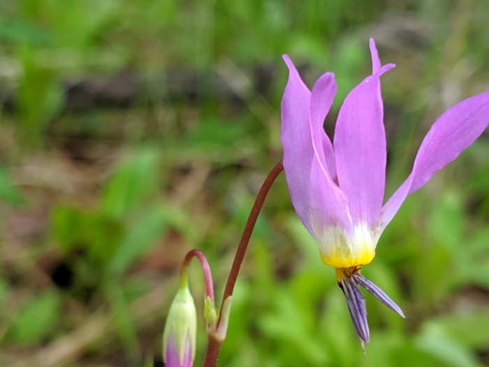 Dodecatheon pulchellum image