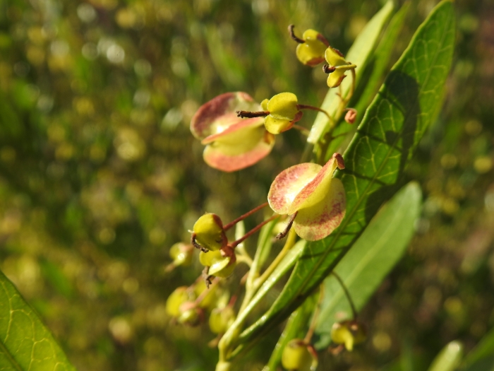 Dodonaea angustifolia image