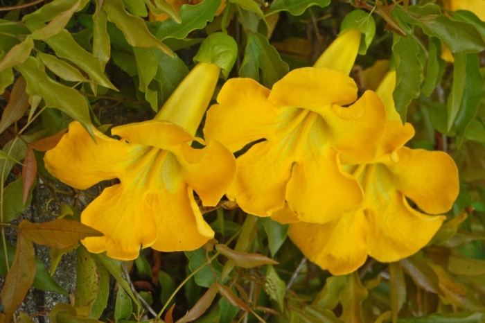 Dolichandra unguis-cati image