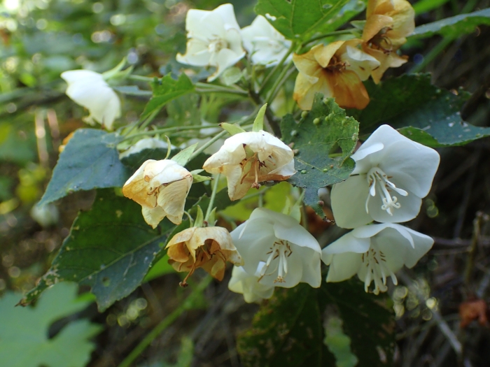 Dombeya tiliacea image