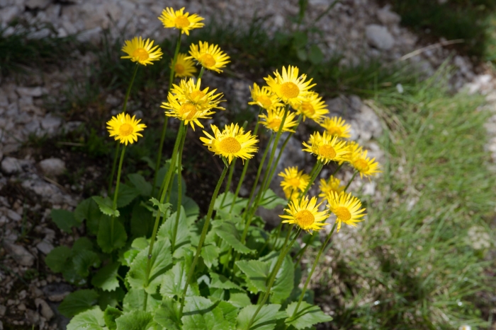 Doronicum columnae image