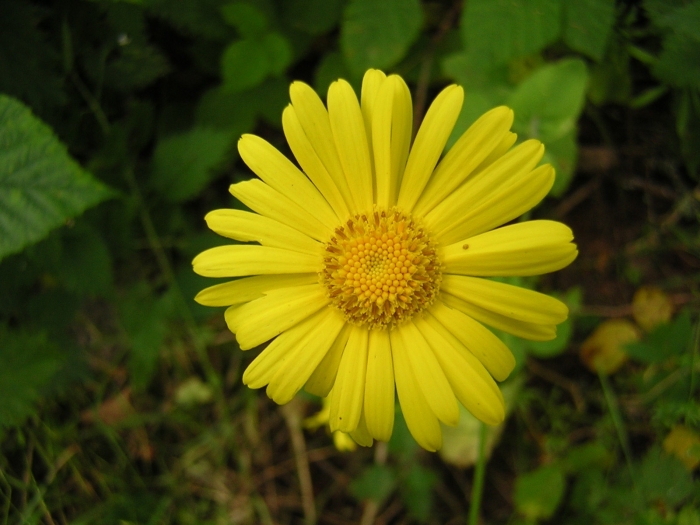 Doronicum pardalianches image