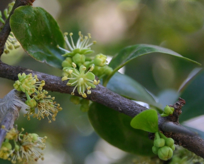 Dovyalis caffra image