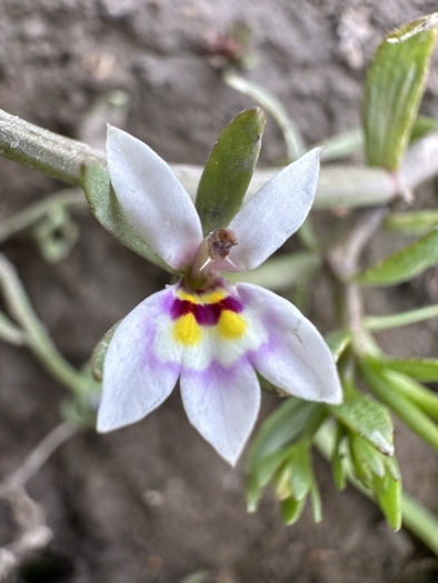 Downingia laeta image