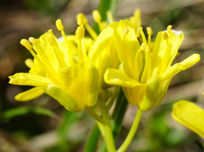 Draba aizoides image