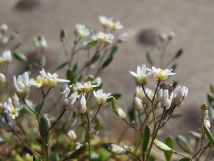 Draba verna image