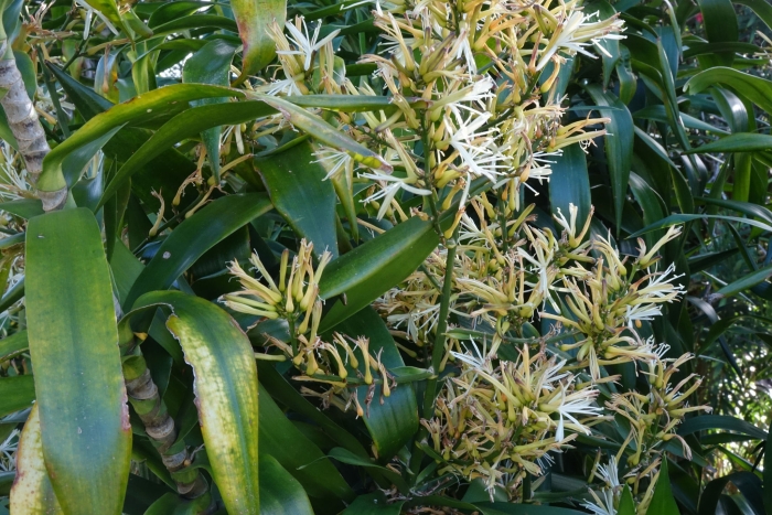 Dracaena angustifolia image