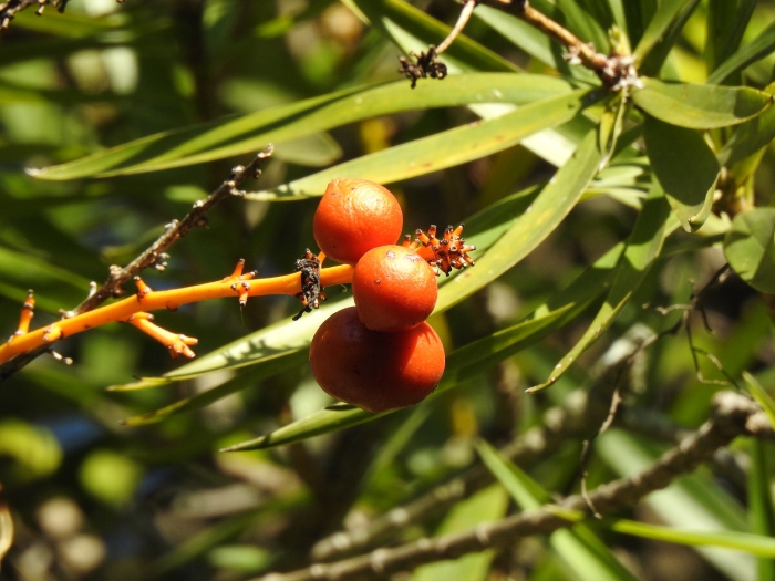 Dracaena mannii image