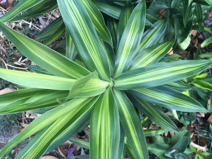 Dracaena reflexa image