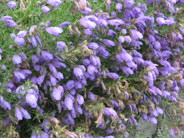 Dracocephalum peregrinum image