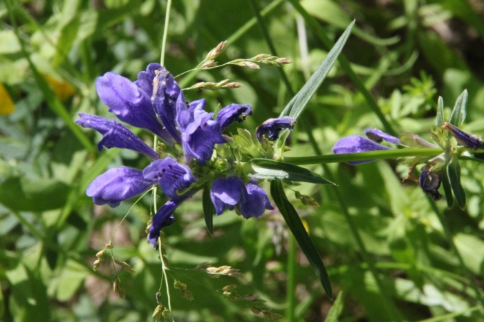 Dracocephalum ruyschiana image