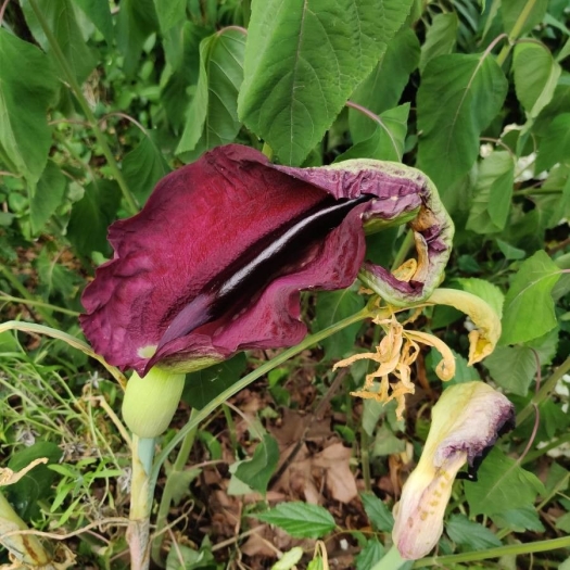 Dracunculus vulgaris image