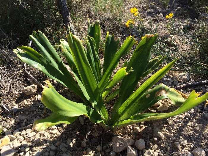 Drimia maritima image