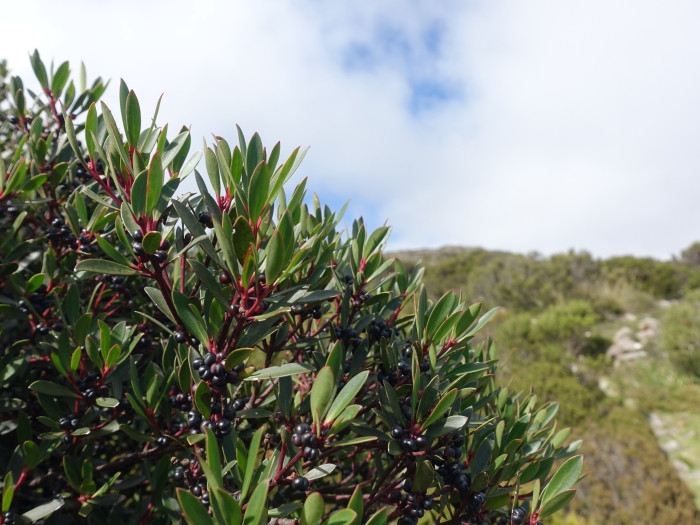 Tasmannia lanceolata image