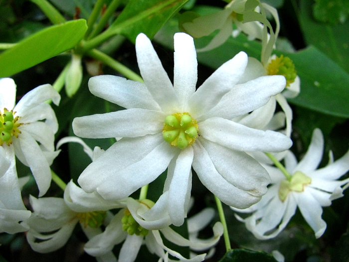 Drimys winteri image