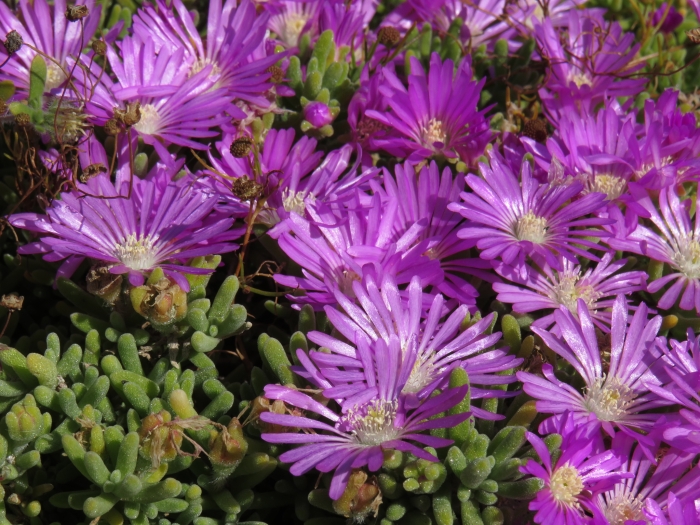 Drosanthemum floribundum image