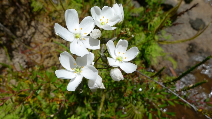 Drosera binata image