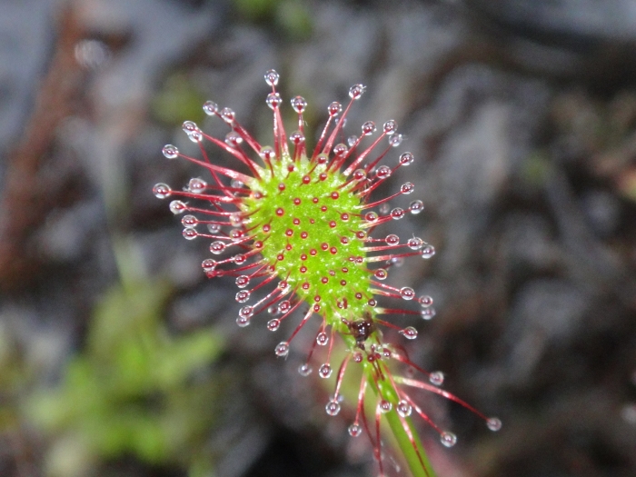 Drosera intermedia image