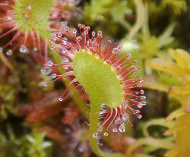 Drosera rotundifolia image