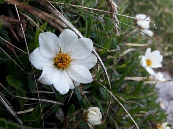 Dryas octopetala image