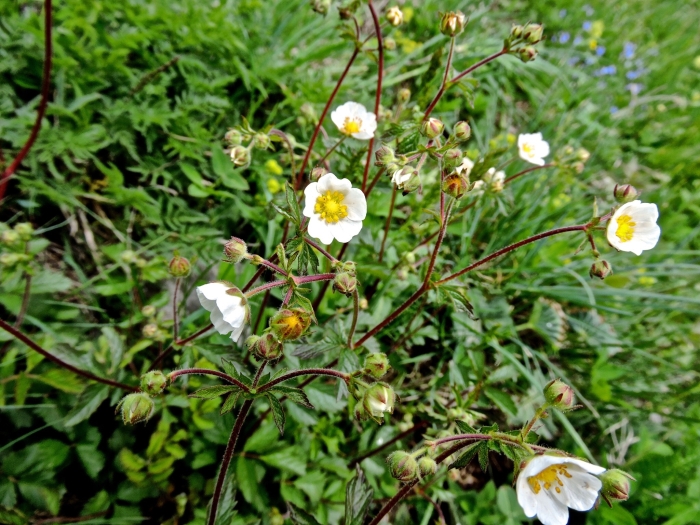 Drymocallis rupestris image