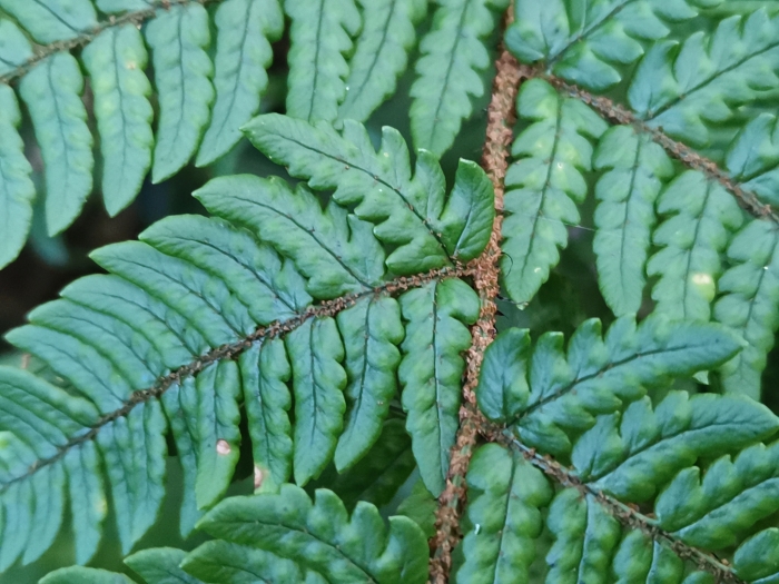 Dryopteris bissetiana image