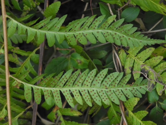 Dryopteris celsa image