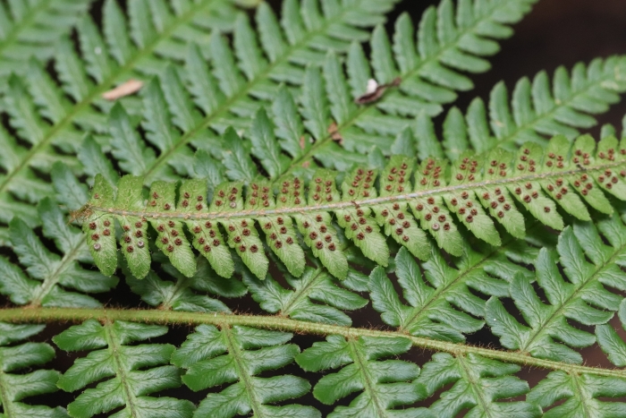 Dryopteris crassirhizoma image