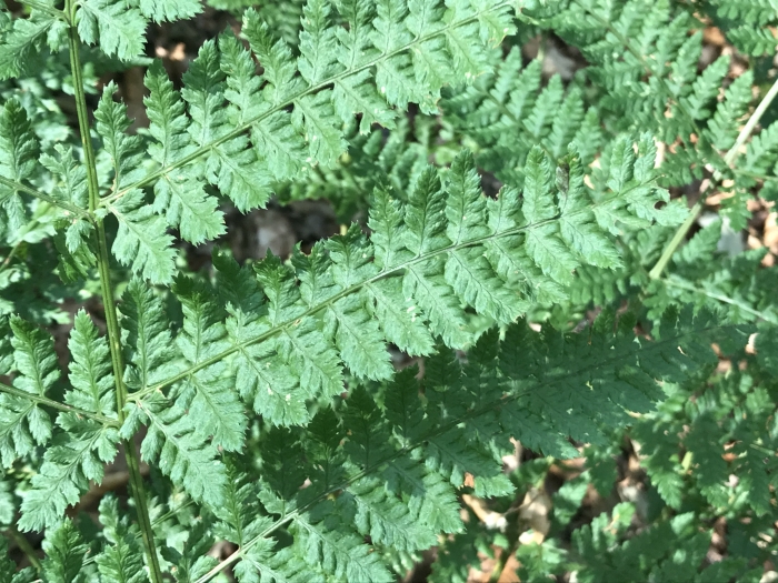Dryopteris dilatata image