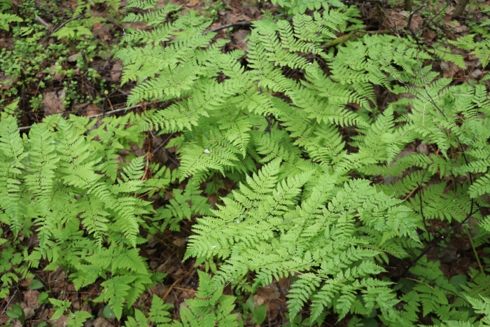 Dryopteris expansa image