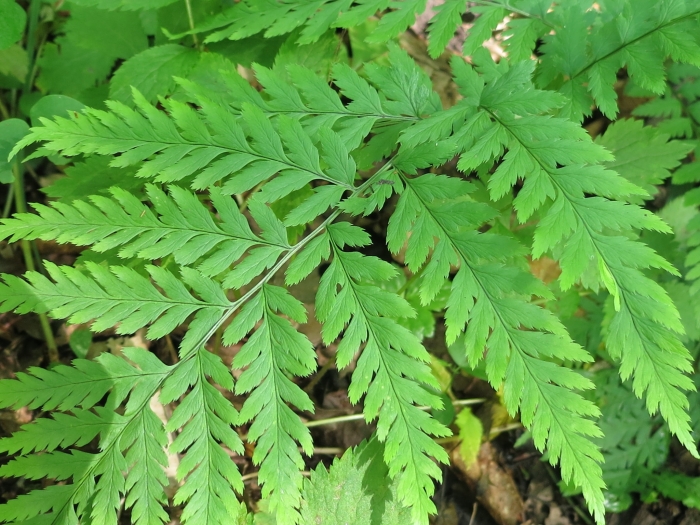 Dryopteris goeringiana image