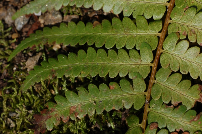 Dryopteris ludoviciana image