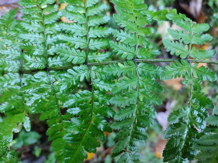 Dryopteris remota image