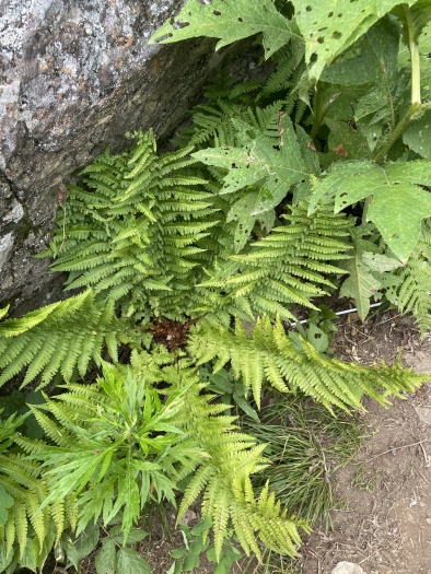 Dryopteris sichotensis image