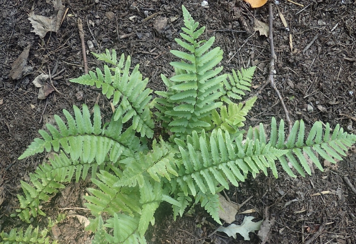 Dryopteris tokyoensis image
