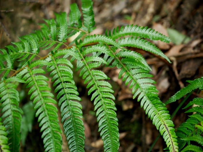 Dryopteris varia image