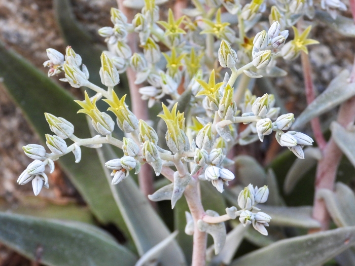 Dudleya abramsii image