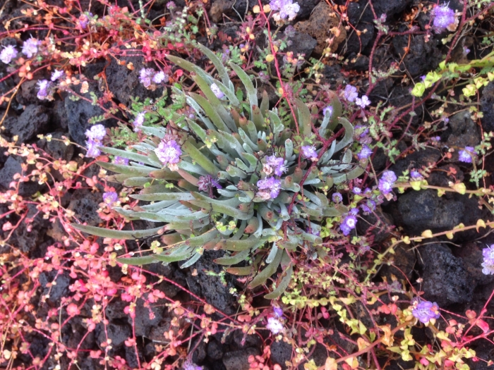 Dudleya attenuata image