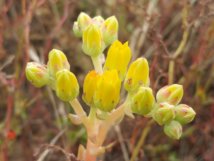 Dudleya caespitosa image