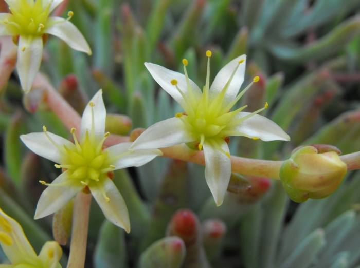 Dudleya edulis image