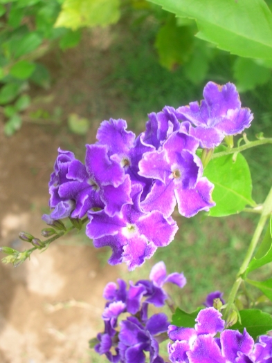 Duranta stenostachya image