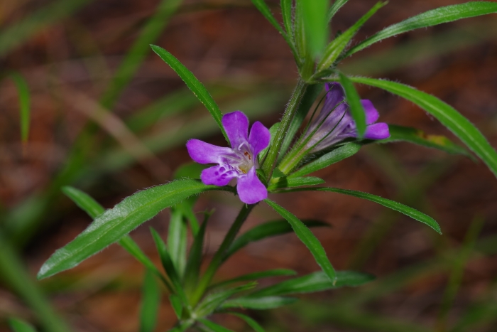 Dyschoriste linearis image