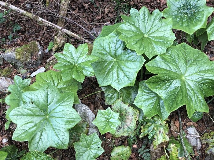 Dysosma pleiantha image