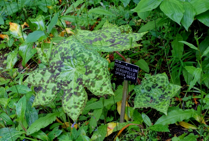 Dysosma versipellis image