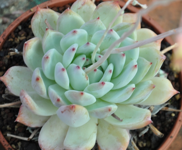 Echeveria colorata image