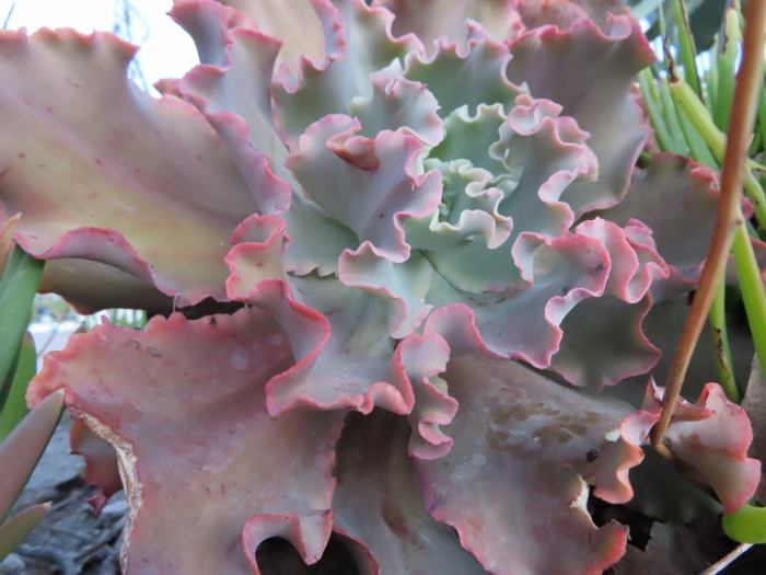 Echeveria gibbiflora image